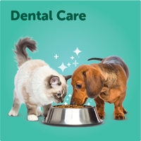 Dental Care