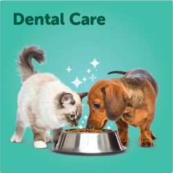 Dental Care