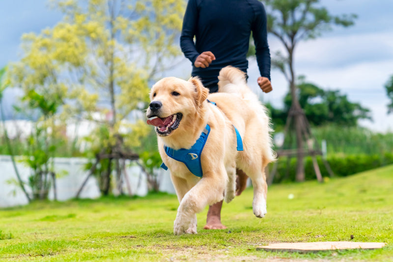 Strong Joints, Active Lives – NAS Joint Health Solutions