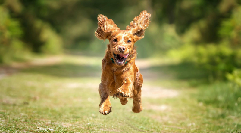 best skin supplements for dogs