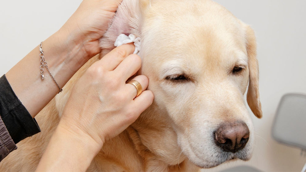 NAS Ear Clear for Pets