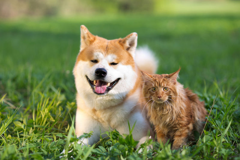 Good Health Starts in the Gut – NAS Gut Balance Probiotics for Dogs & Cats