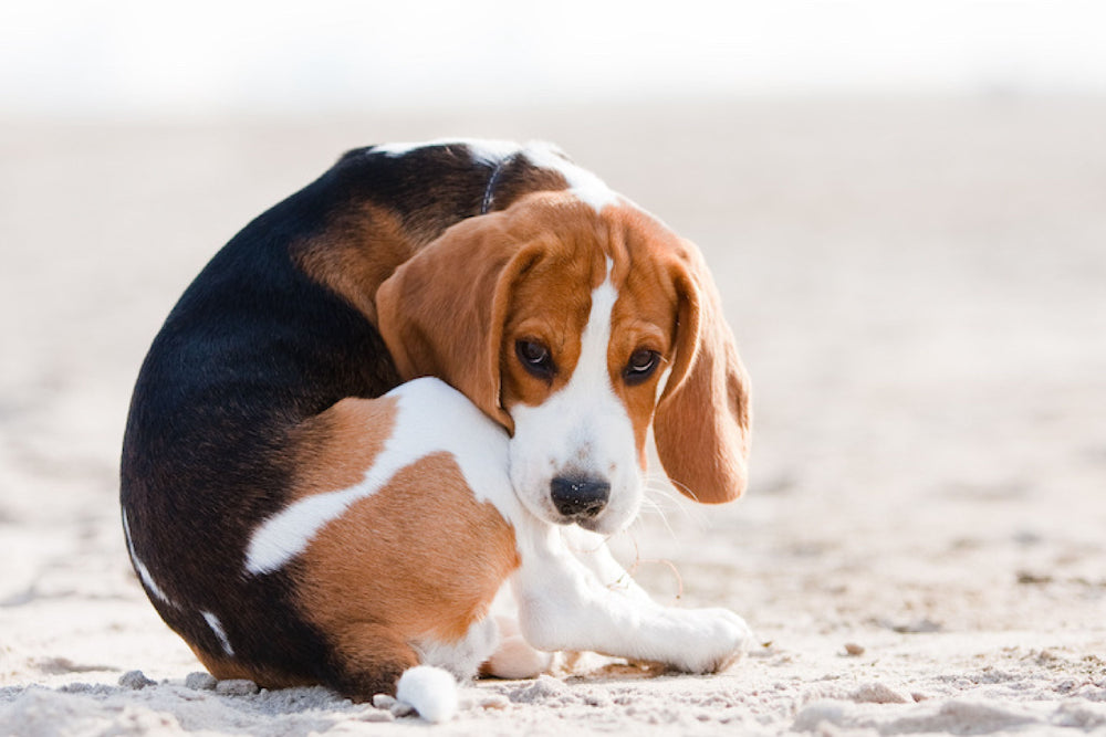 Say Goodbye to Scooting – Natural Anal Gland Support for Dogs and Cats
