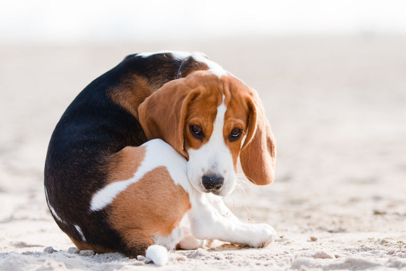 Say Goodbye to Scooting – Natural Anal Gland Support for Dogs and Cats