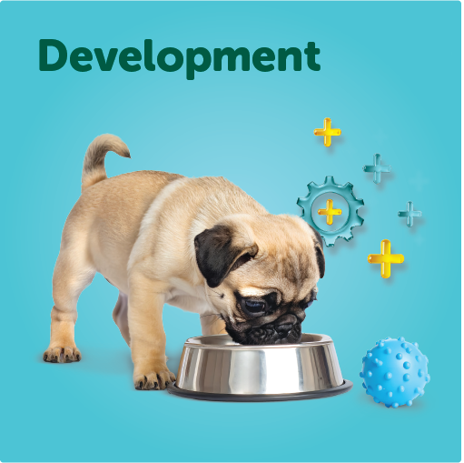 Development