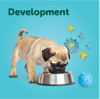 Development