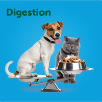 Gut & Digestion